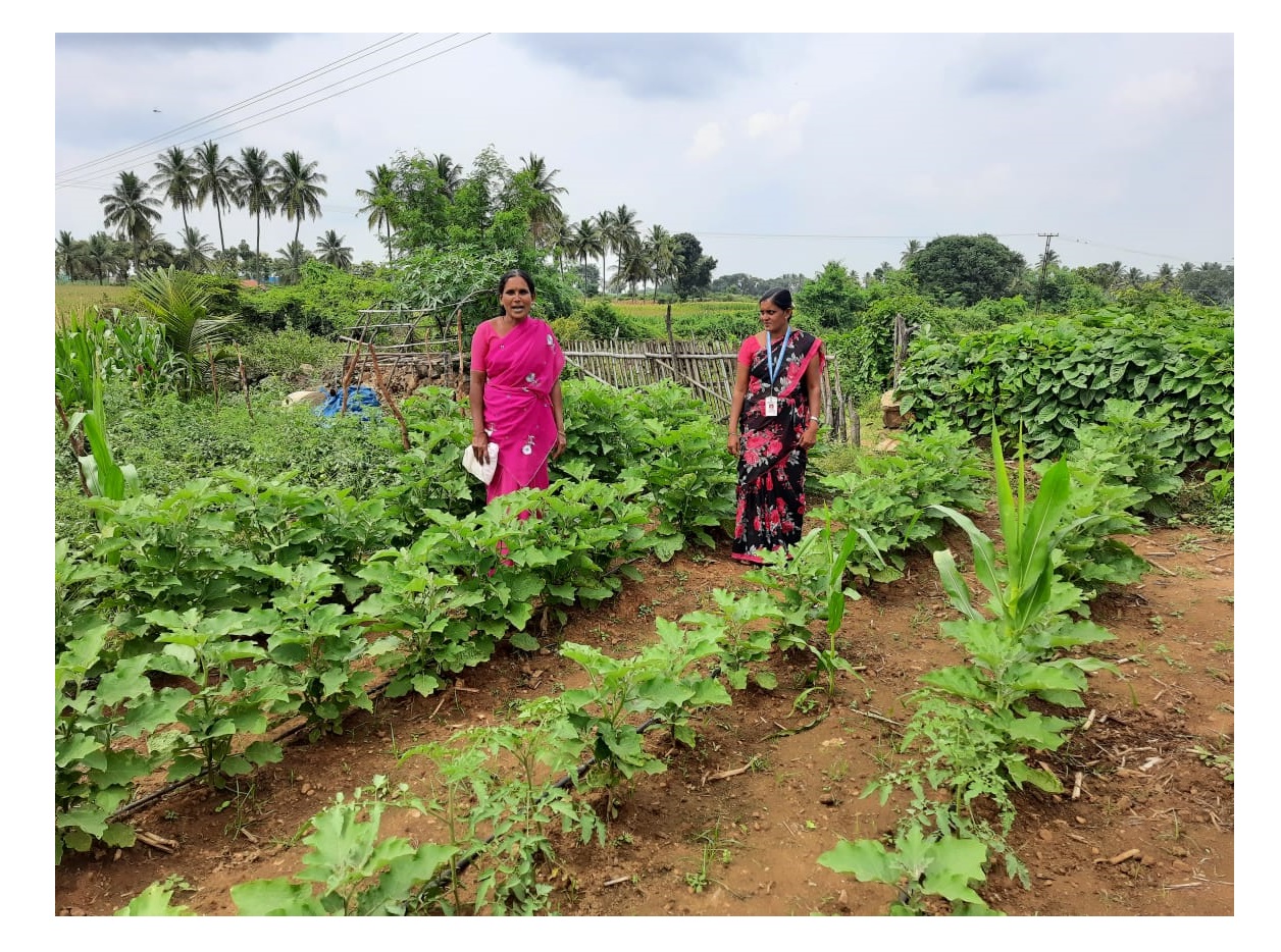 Kitchen garden raised by the SHG women at Sandanapalya